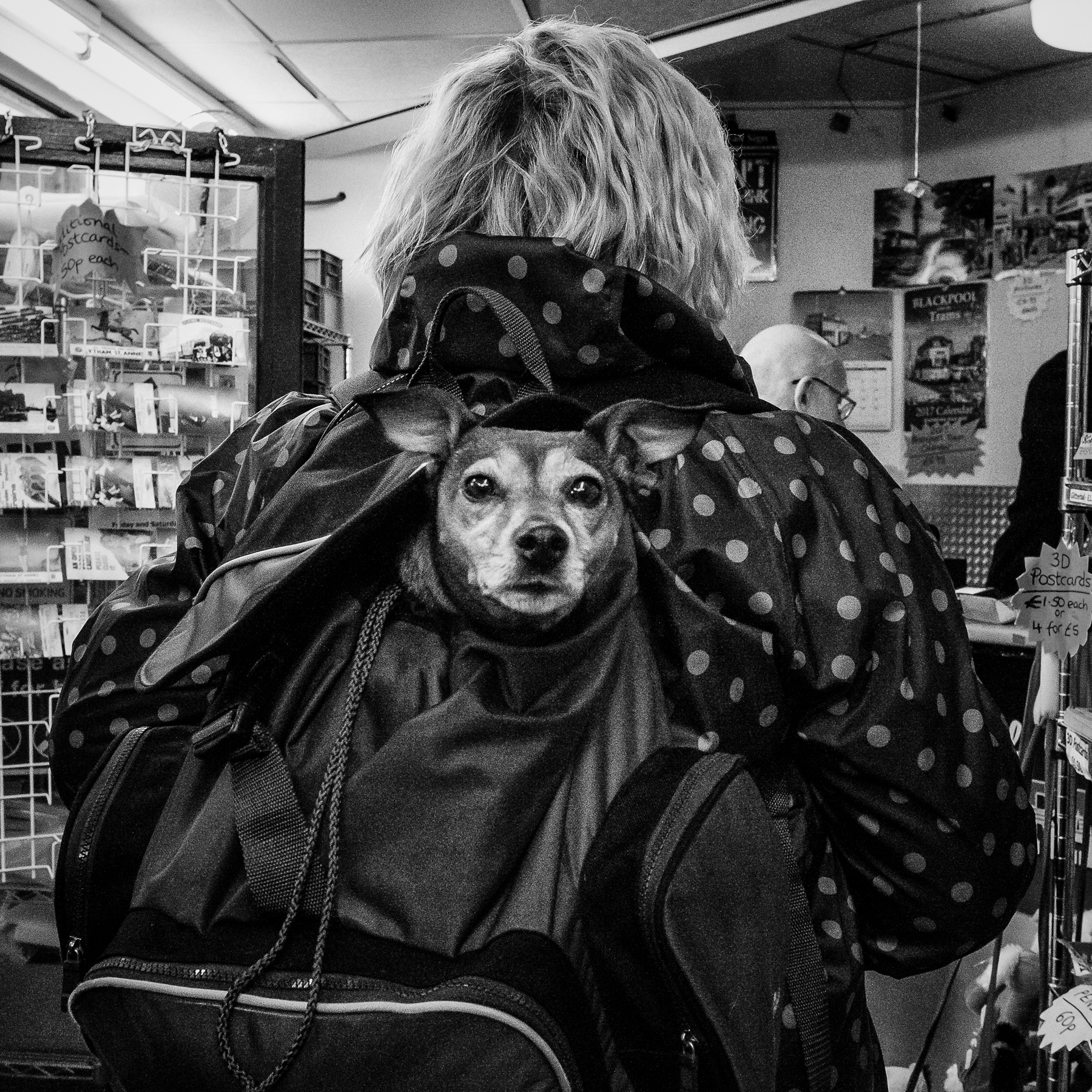blackpool blog dog